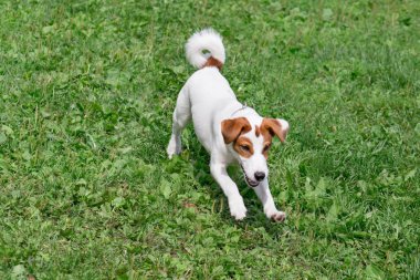 Sevimli jack russell terrier köpek yavrusu yeşil bir çayır üzerinde oynuyor. Evcil hayvanlar.