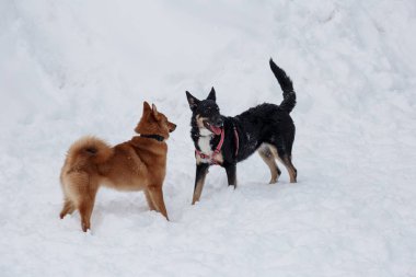 Sevimli shiba inu ve siyah melez beyaz kar üzerinde oynuyor.