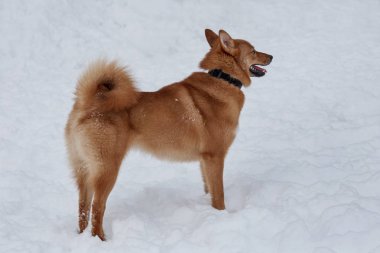 Sevimli kırmızı shiba inu parkta beyaz kar üzerinde duruyor. Evcil hayvanlar.