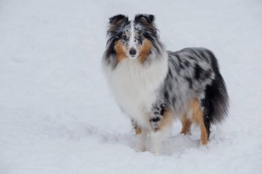 Sevimli mavi merle shetland çoban köpeği yavrusu beyaz bir kar üzerinde duruyor. Shetland collie veya sheltie. Evcil hayvanlar.