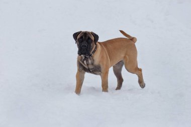 Sevimli bullmastiff köpek yavrusu beyaz kar üzerinde duruyor. Evcil hayvanlar.