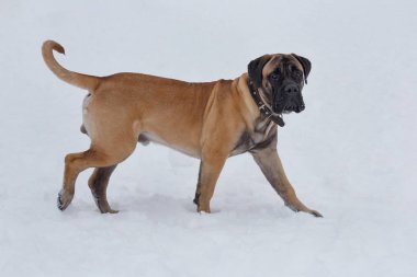 Sevimli bullmastiff köpek yavrusu beyaz bir kar üzerinde yürüyor. Evcil hayvanlar.