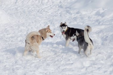 İki siyah beyaz Sibirya husky ve sailebilir Sibirya husky beyaz bir kar üzerinde oynuyor. Evcil hayvanlar.