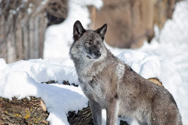 Schattige zwarte Canadese Wolf staat op een witte sneeuw. Canis Lupus pambasileus. — Stockfoto