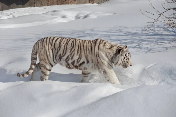 Tigre de bengala branco selvagem em uma caminhada matinal. Panthera tigris tigris . — Fotografia de Stock
