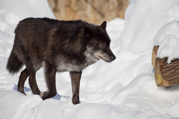 Wilde zwarte Canadese Wolf loopt op een witte sneeuw. Canis Lupus pambasileus. — Stockfoto