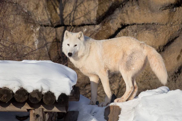 Le loup sauvage de la toundra de l'Alaska regarde la caméra. Canis lupus arctos. Loup polaire ou loup blanc . — Photo