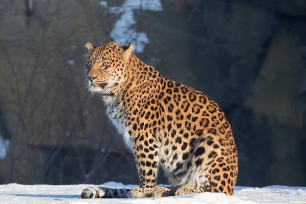 Дикий леопард сидит на белом снегу. Panthera pardus . — стоковое фото