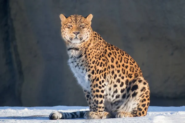 Дикий леопард смотрит в камеру. Panthera pardus . — стоковое фото