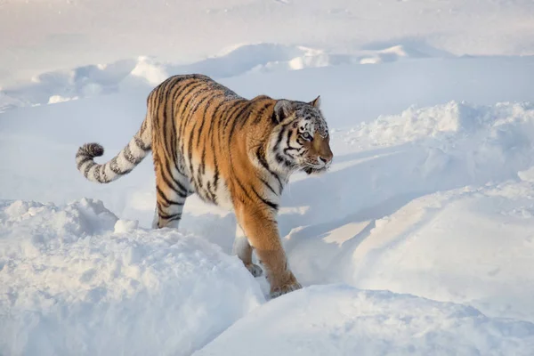 Wild siberian tiger is walking on a white snow. Panthera tigris tigris. Animals in wildlife. — Stock Photo, Image