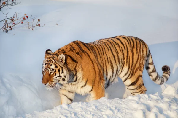 Vuxna sibiriska Tiger går på en vit snö. Panthera tigris tigris. Djur i djurlivet. — Stockfoto