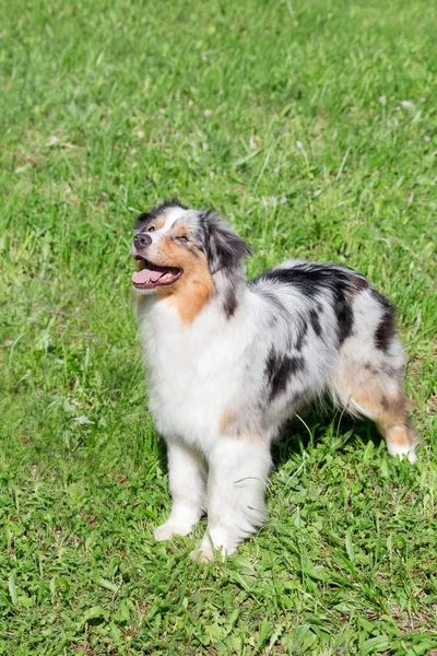 かわいいオーストラリアの羊飼いの子犬が緑の草の上に立っています。ペット動物. — ストック写真