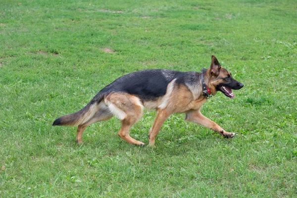 Der niedliche Schäferhund mit schwarzer Maske läuft über das grüne Gras. Haustiere. — Stockfoto