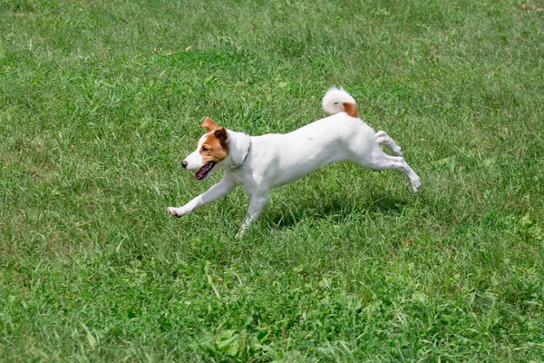 Söt Jack Russell Terrier valp hoppar på en grön äng. Sällskapsdjur. — Stockfoto