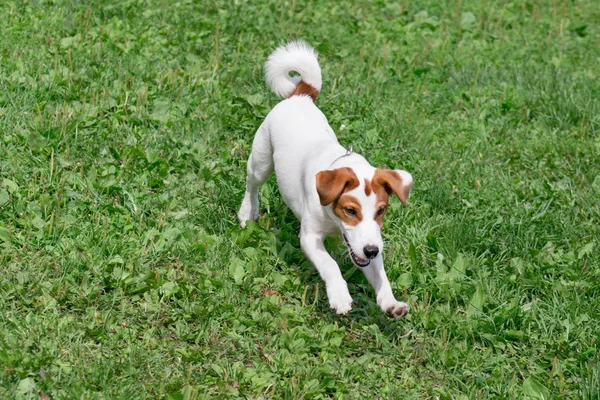 Söt Jack Russell Terrier valp spelar på en grön äng. Sällskapsdjur. — Stockfoto