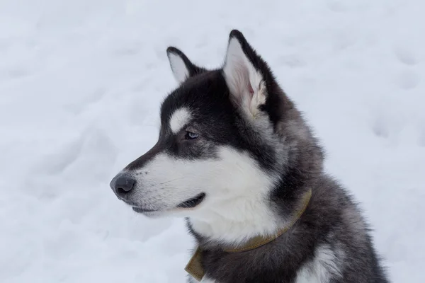 Beyaz kar bir arka plan üzerinde sevimli Sibirya husky. Yakından kapatın. Evcil hayvanlar. — Stok fotoğraf