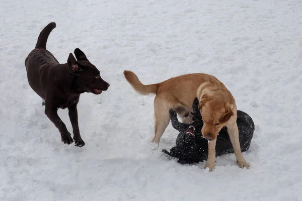 Two labrador retrievers and canadian golden retriever are playing on the white snow in the park. Pet animals.