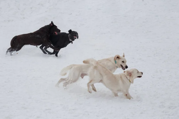 Two golden retrievers and two labrador retrievers are playing on the white snow. Pet animals. — Stock Photo, Image