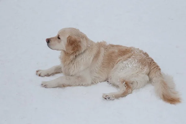 Милий золотий ретривер лежить на білому снігу. Тварини тварин . — стокове фото