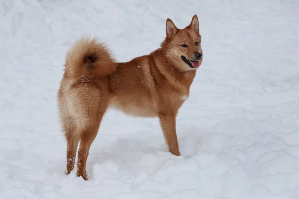 Cute red shiba inu is standing on the white snow. Pet animals. — Stock Photo, Image