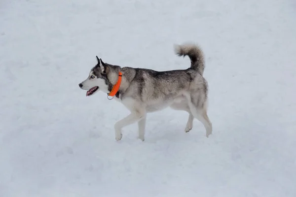 Lindo cachorro husky siberiano está caminando sobre una nieve blanca. Animales de compañía . —  Fotos de Stock
