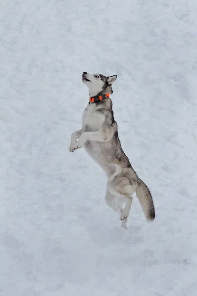 Sibirische Huskys im Hundehalsband hüpfen über ein Stück Futter. Haustiere. — Stockfoto