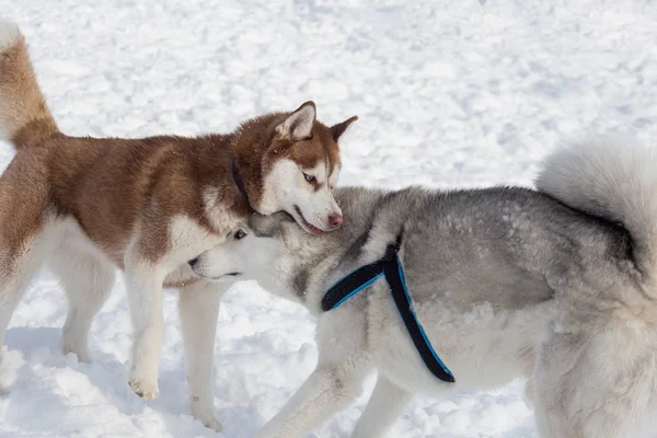 İki Sibirya husky parkta beyaz bir kar üzerinde oynuyor. Evcil hayvanlar. — Stok fotoğraf