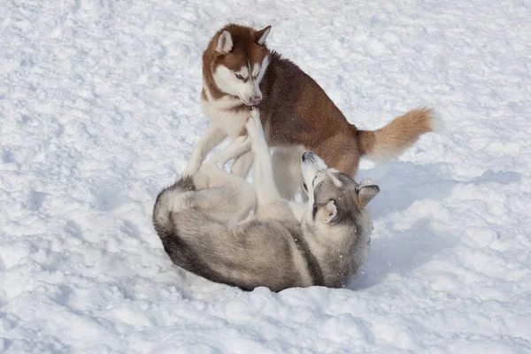 Dos husky siberianos están jugando en una nieve blanca. Animales de compañía . — Foto de Stock