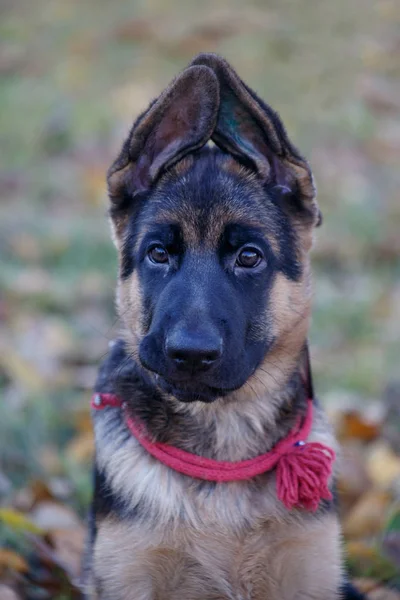 Schattige Duitse herder hond puppy kijkt naar de camera. Twee maanden oud. Gezelschapsdieren. — Stockfoto