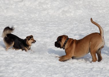 Bullmastiff köpek yavrusu ve melez beyaz kar üzerinde oynuyor. Evcil hayvanlar.
