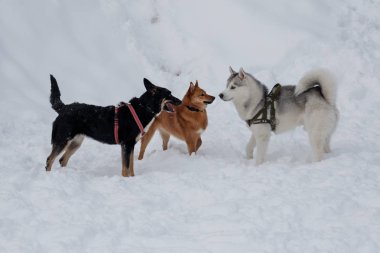 Shiba inu, Sibirya husky ve siyah melez beyaz kar üzerinde oynuyor. Evcil hayvanlar. Safkan köpekler.