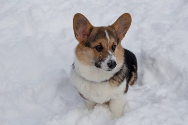 Pembroke Galler corgi Fawn ve siyah köpek yavrusu parkta beyaz kar üzerinde oturuyor. Evcil hayvanlar.