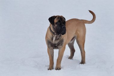 Sevimli bullmastiff köpek yavrusu beyaz kar üzerinde duruyor. Evcil hayvanlar.