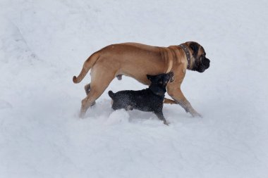 Küçük siyah melez agresif bullmastiff köpek yavrusu saldırır.