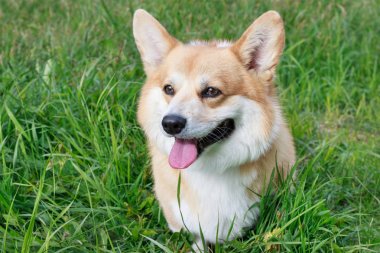 Beyaz işaretleri ile Sevimli pembroke galce corgi köpek yavrusu bir çiçek yeşil çayır üzerinde oturuyor. Evcil hayvanlar.