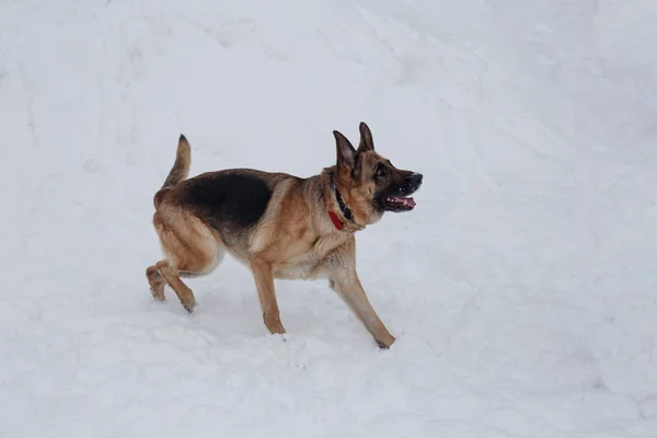 Carino pastore tedesco con maschera nera sta camminando sulla neve bianca. Animali da compagnia . — Foto Stock