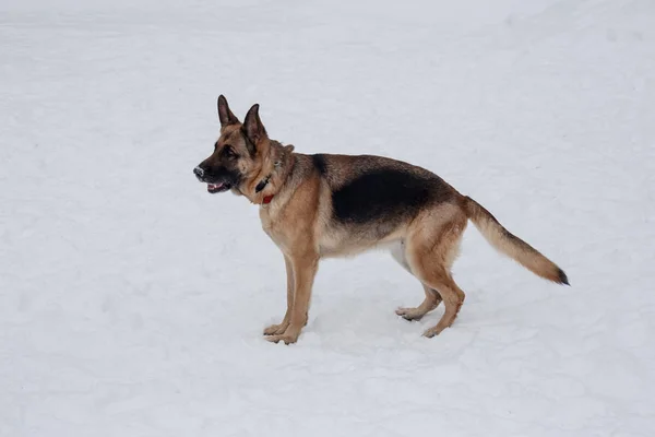 Söt tysk herde med svart mask står på den vita snön. Sällskapsdjur. — Stockfoto