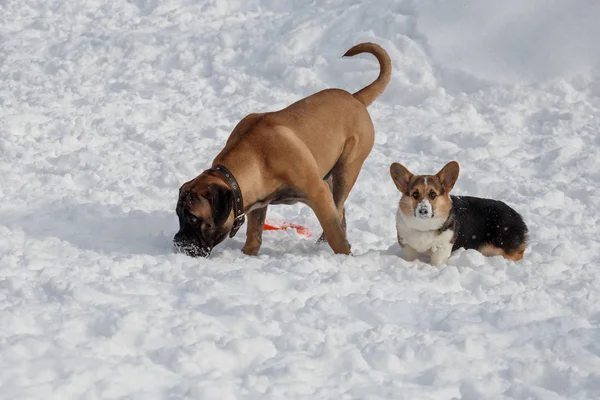 Yavru bullmastiff ve pembroke galce corgi beyaz kar üzerinde oynuyorlar. Evcil hayvanlar.
