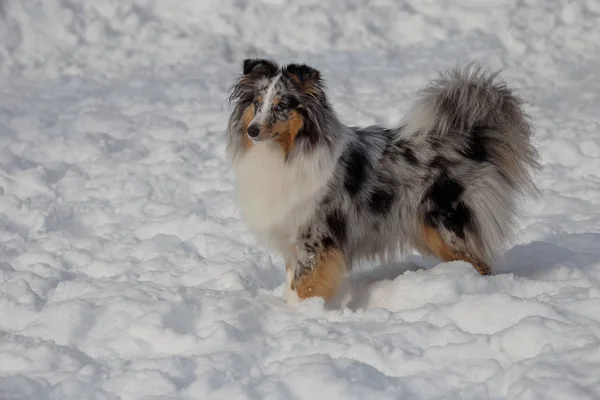 可爱的蓝色梅勒牧羊犬小狗正站在白雪上。设特兰·科利或谢尔蒂宠物动物. — 图库照片