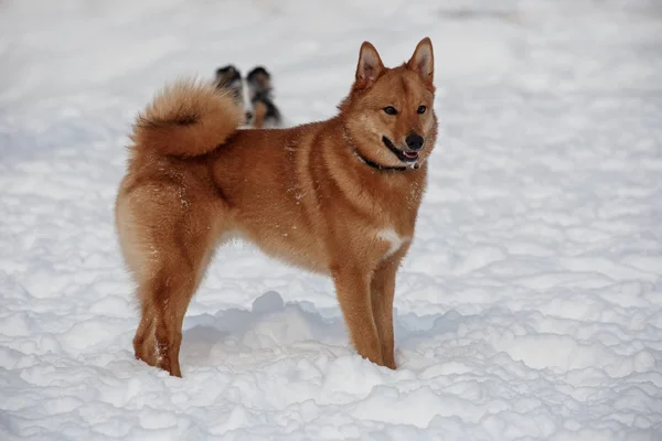 Lindo shiba inu rojo está de pie sobre la nieve blanca. Animales de compañía . —  Fotos de Stock