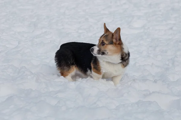 Fawn y cachorro negro de pembroke corgi galés está de pie sobre la nieve blanca. Animales de compañía . —  Fotos de Stock