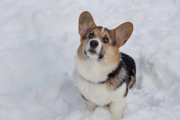 Fawn y cachorro negro de pembroke corgi galés está mirando a su dueño. Animales de compañía . —  Fotos de Stock