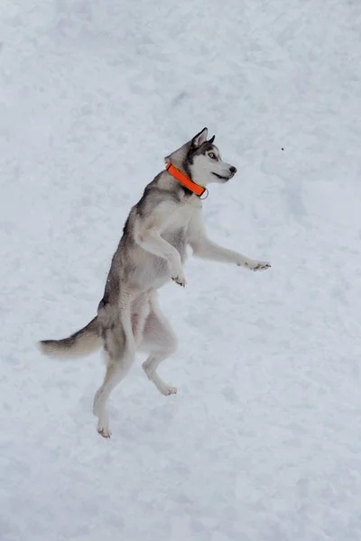 Σιβηρίας Χάσκι σε κολάρο σκύλου ομορφιάς αναπηδά πάνω από ένα κομμάτι της ζωοτροφής. Ζώα συντροφιάς. — Φωτογραφία Αρχείου