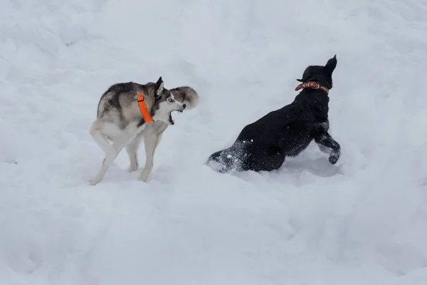 El husky siberiano está jugando con el labrador negro en la nieve blanca. Animales de compañía . — Foto de Stock