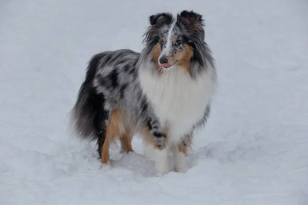 Söt blå Merle Shetland Sheepdog valp med lolling tungan står på en vit snö. Shetland Collie eller Sheltie. — Stockfoto