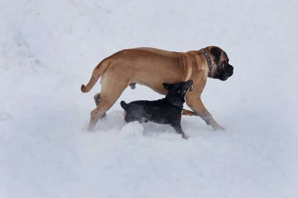 Küçük siyah melez agresif bullmastiff köpek yavrusu saldırır. — Stok fotoğraf