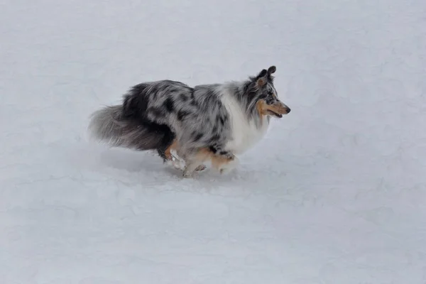 Der niedliche Shetland Collie läuft auf dem weißen Schnee. Haustiere. — Stockfoto