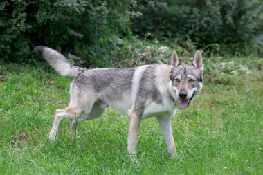 Sevimli çekoslovak kurt köpeği yeşil bir çayır üzerinde duruyor. Evcil hayvanlar.