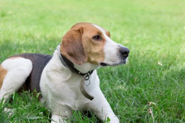 Rus tazısı parkta yeşil yeşilin üzerinde yatıyor. Evcil hayvanlar.