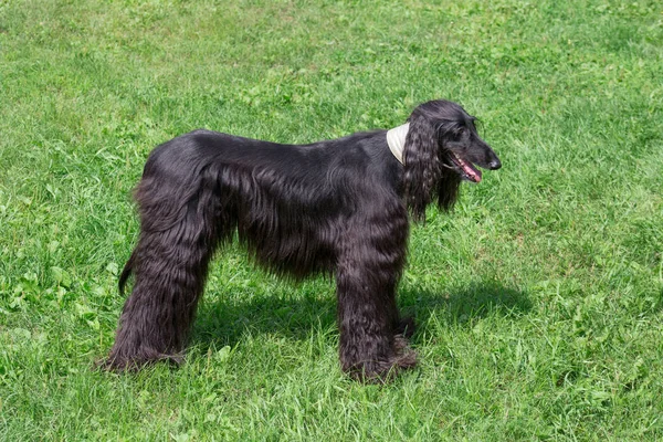 Cão afegão bonito está de pé em uma grama verde. Greyhound oriental ou Greyhound persa. Animais de companhia . — Fotografia de Stock